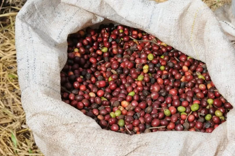 Rondônia se mantém no ranking nacional entre os maiores produtores de café do Brasil